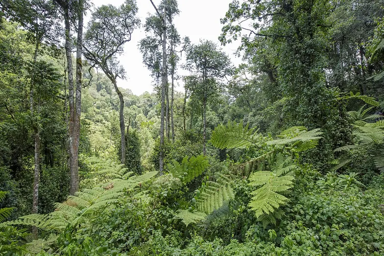 The forested landscape of Bwindi Impenetrable National Park, Uganda.