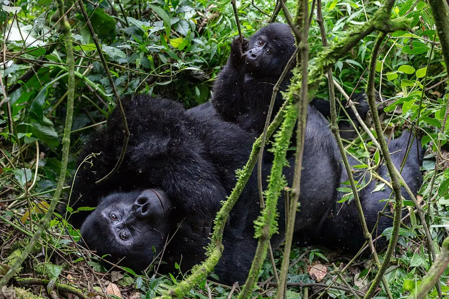 A mountain gorilla surrounded by forest vegetation in Bwindi, Uganda.