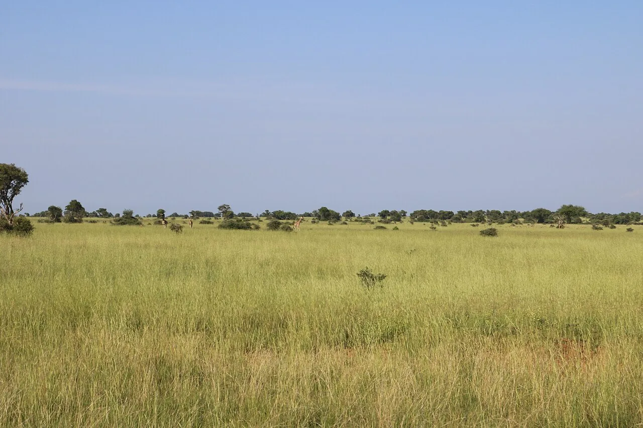 Vegetation in Murchison Falls National Park, Uganda.