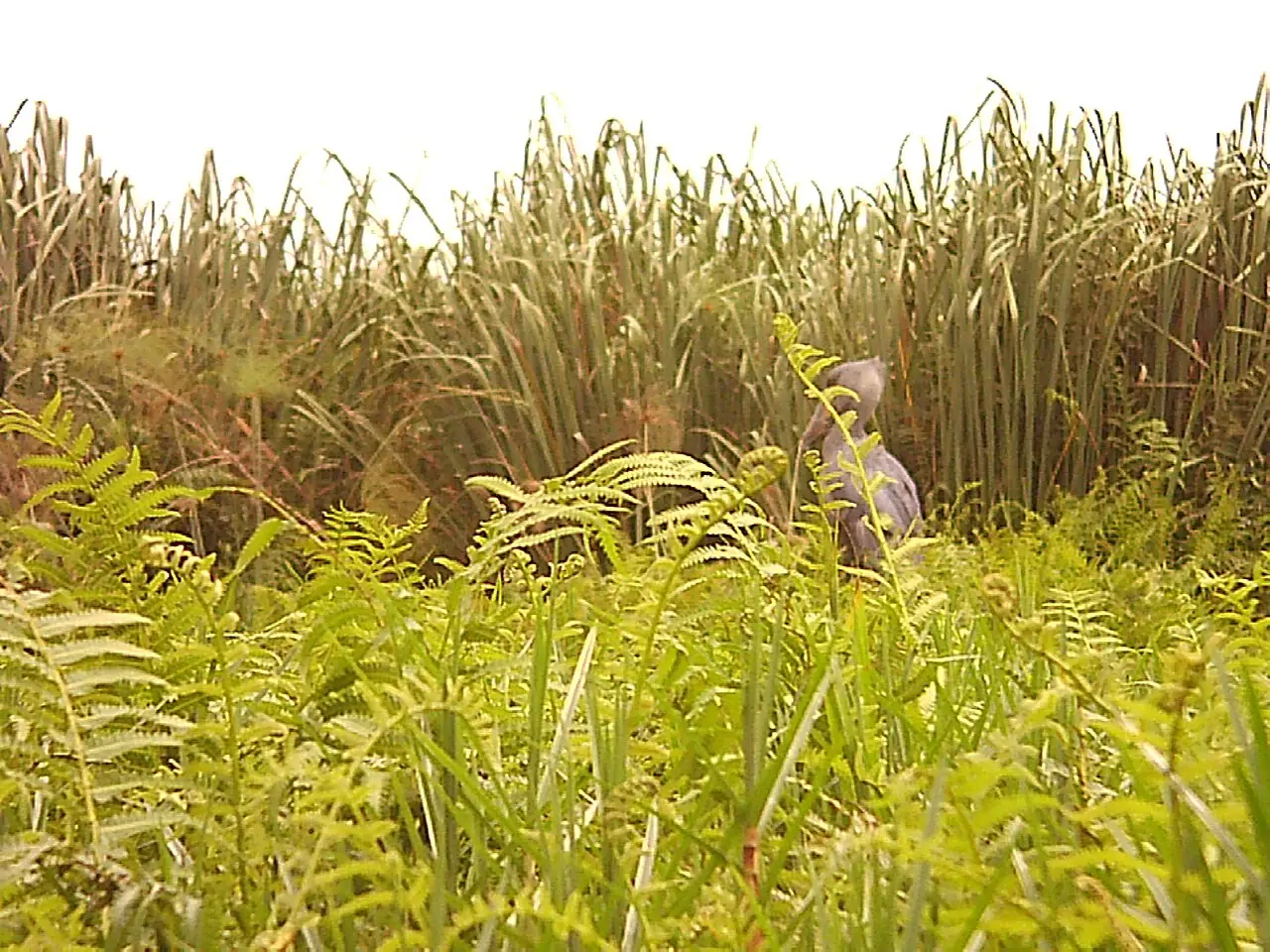 A shoebill among wetland vegetation at Mabamba, Uganda.