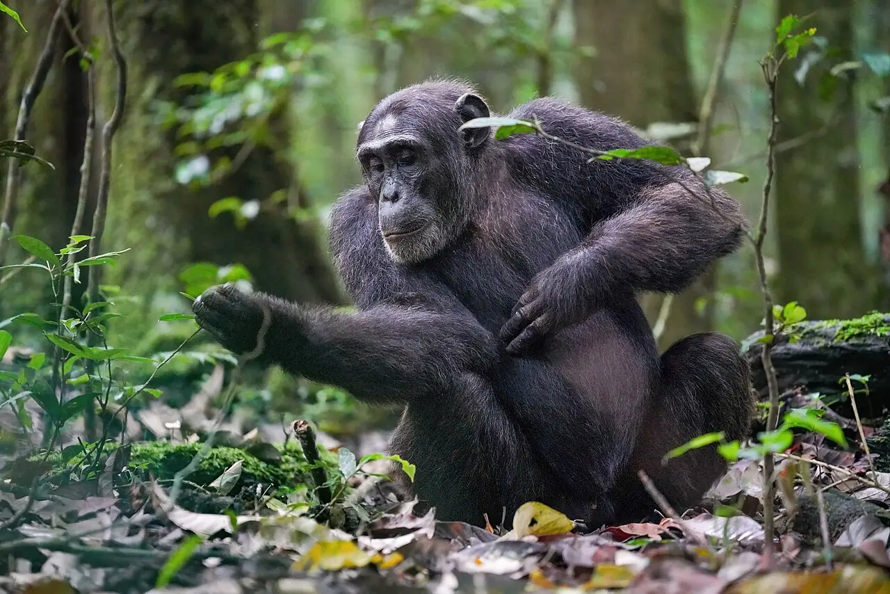 An alpha male chimpanzee in Kibale National Park, Uganda.