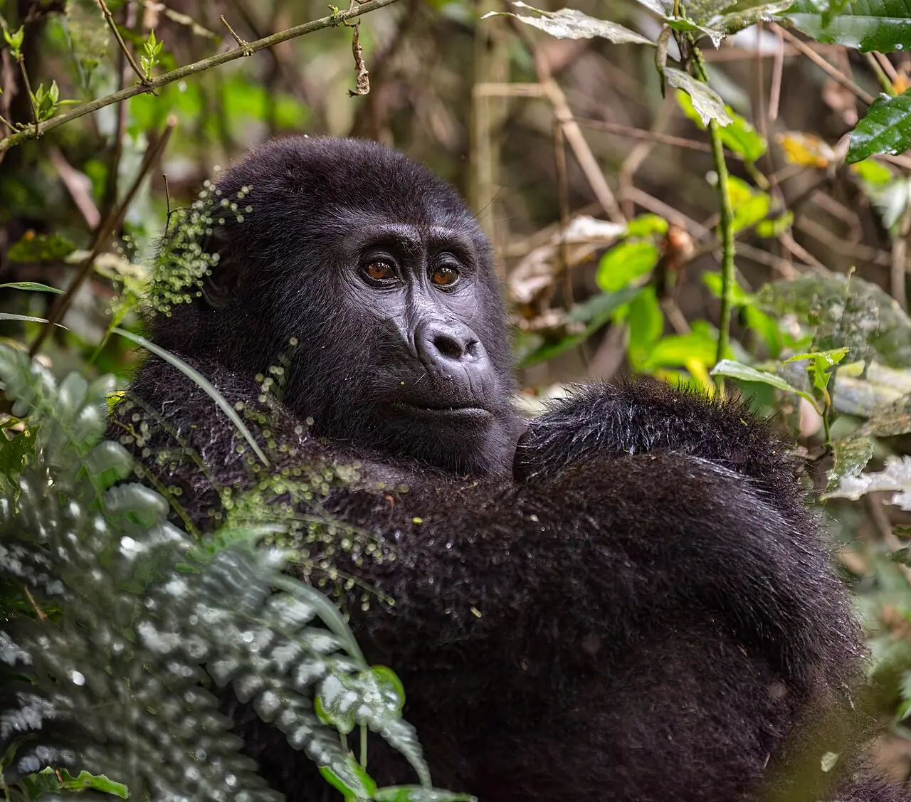 A mountain gorilla in the forest of Bwindi Impenetrable National Park, Uganda.