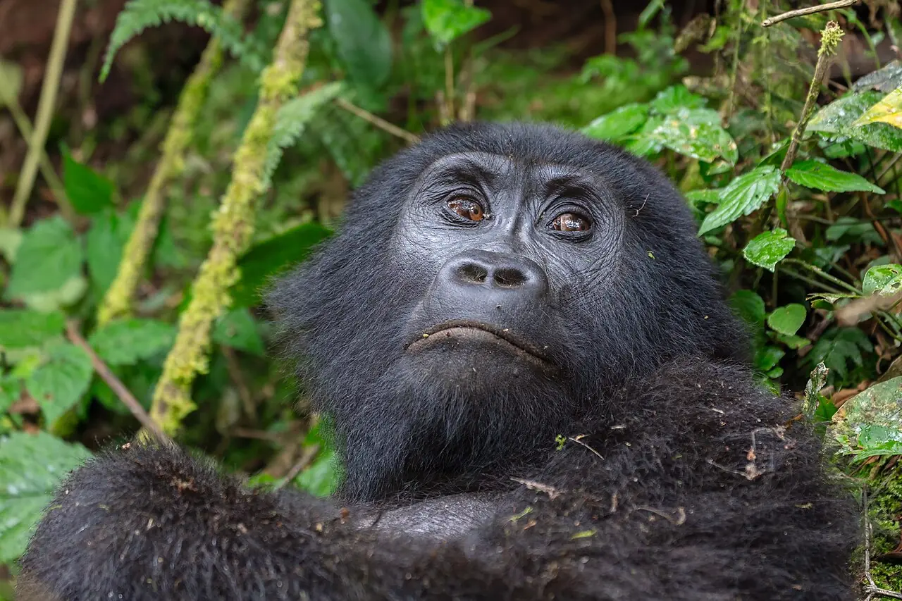 A mountain gorilla in Bwindi Impenetrable National Park, Uganda.