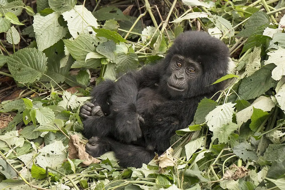 A young mountain gorilla in the Mubare group at Buhoma, Bwindi, Uganda.