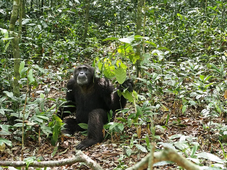 A chimpanzee in Kibale National Park, Uganda.