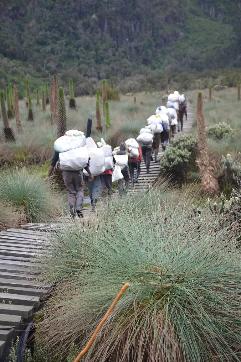 Porters crossing a boardwalk in the Bigo Gardens of the Rwenzori Mountains, Uganda.