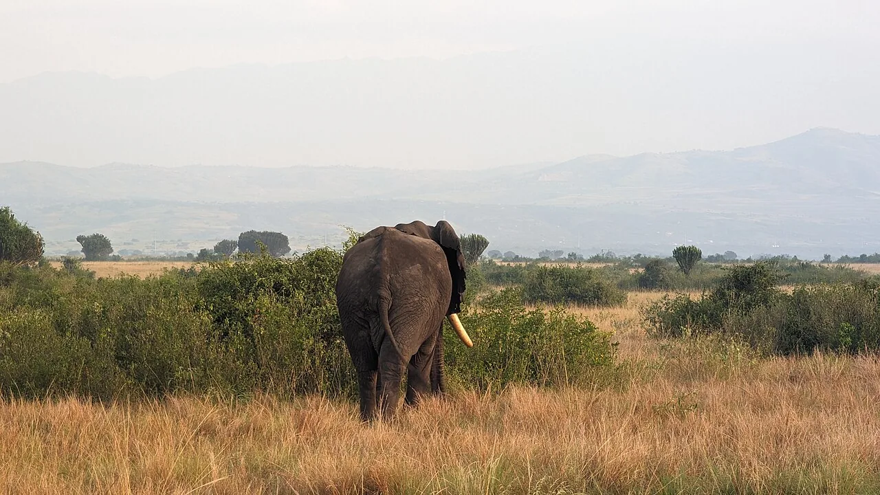 An elephant in Queen Elizabeth National Park, Uganda.