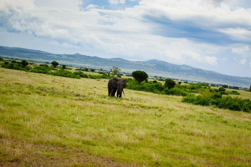 An elephant on the open landscape of Queen Elizabeth National Park, Uganda.