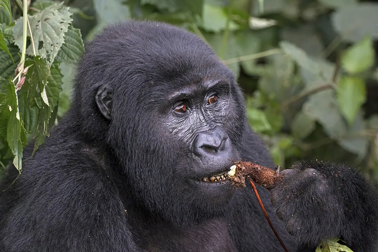 A female mountain gorilla in the Mubare group, Buhoma sector of Bwindi, Uganda.
