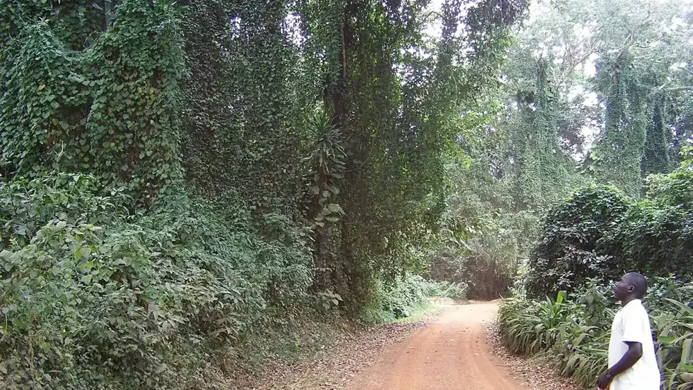A dirt path beneath tall trees in Entebbe Botanical Gardens, Uganda.
