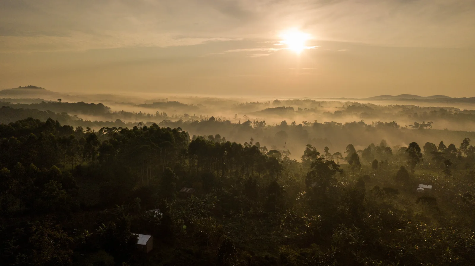 Sunlight and mist above the forest canopy in Kibale National Park, Uganda.