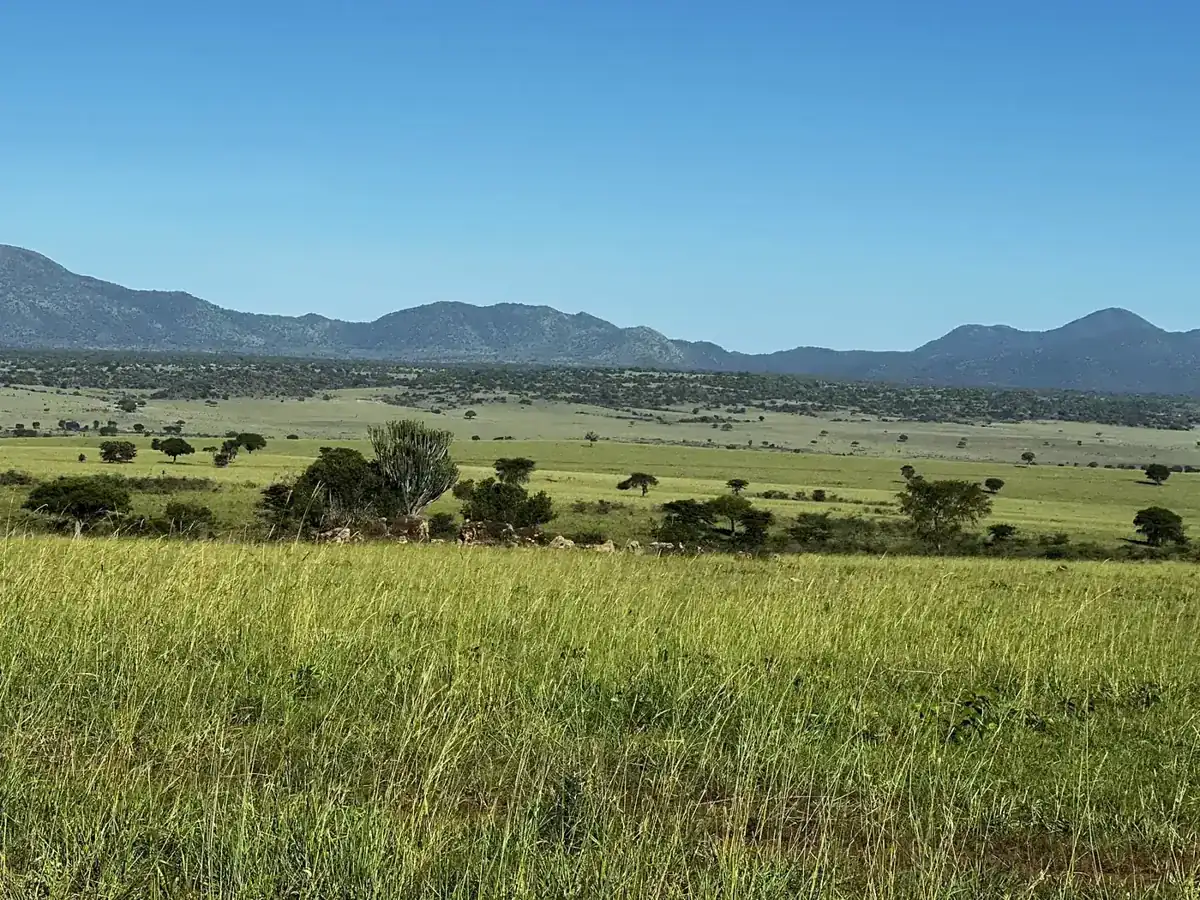 Grassland, scattered trees and distant hills in Kidepo Valley National Park, Uganda.