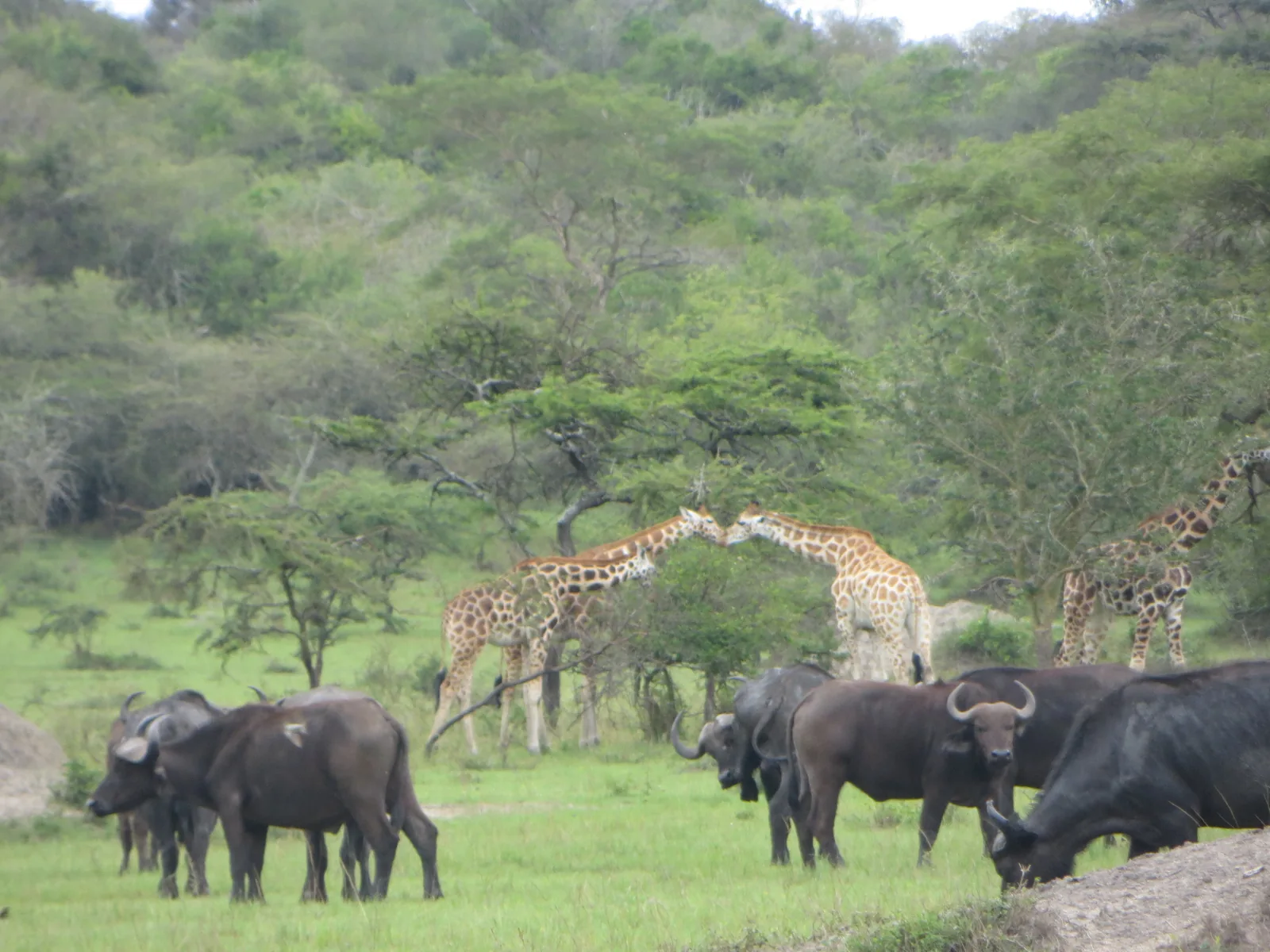 Buffalo and giraffes in Lake Mburo National Park, Uganda.