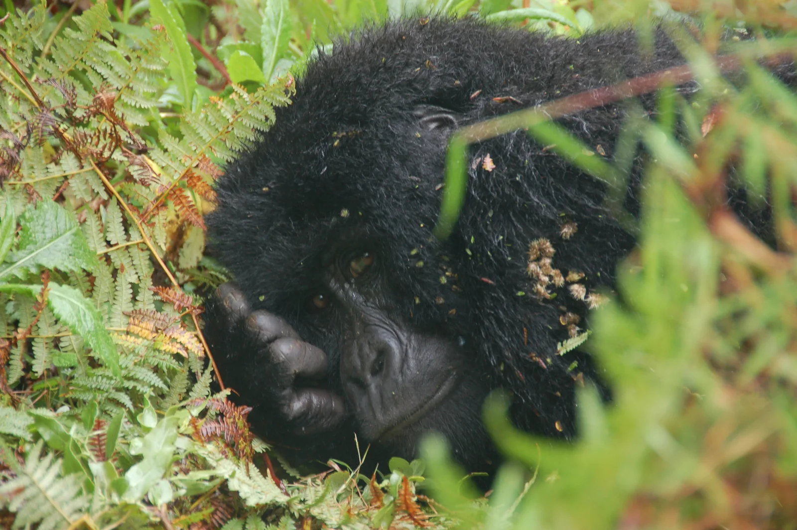 A mountain gorilla among green plants in Mgahinga Gorilla National Park, Uganda.