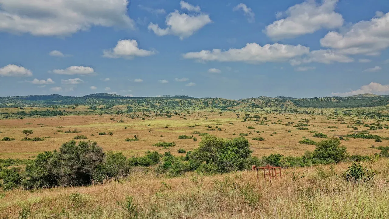 Open grassland and scattered trees in Queen Elizabeth National Park, Uganda.